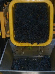 egrappage-vins-koenig-1 egrappage-vins-koenig-1